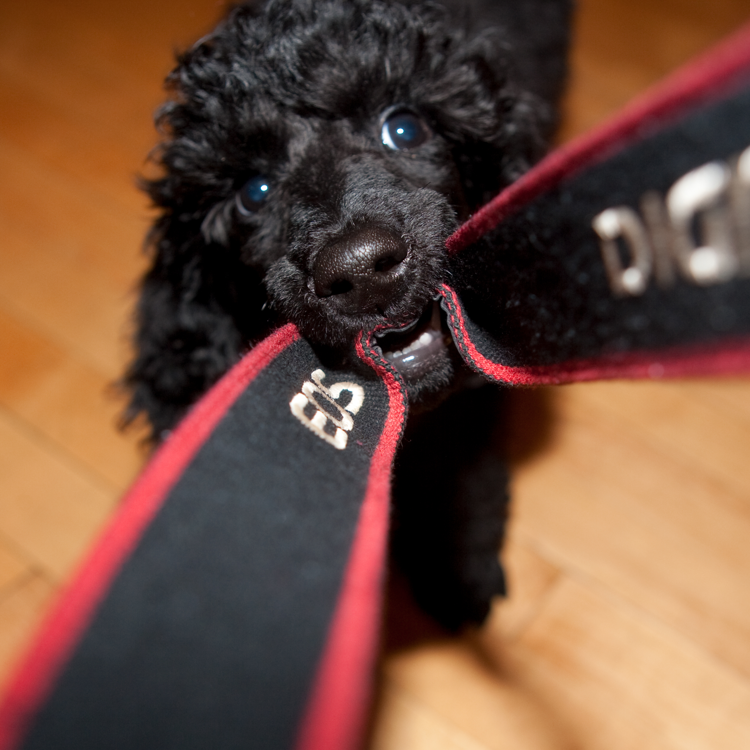 Cobalt and the camera strap